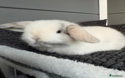 Mini Lop rabbits for sale: Little fluffy mini lops  - Image 10