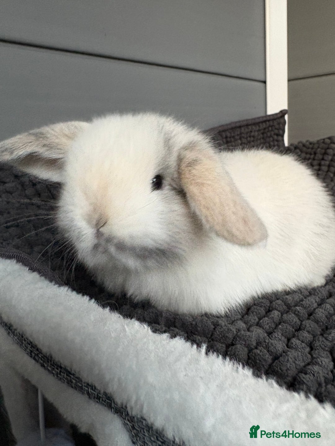 Mini Lop rabbits for sale: Little fluffy mini lops  - Image 10
