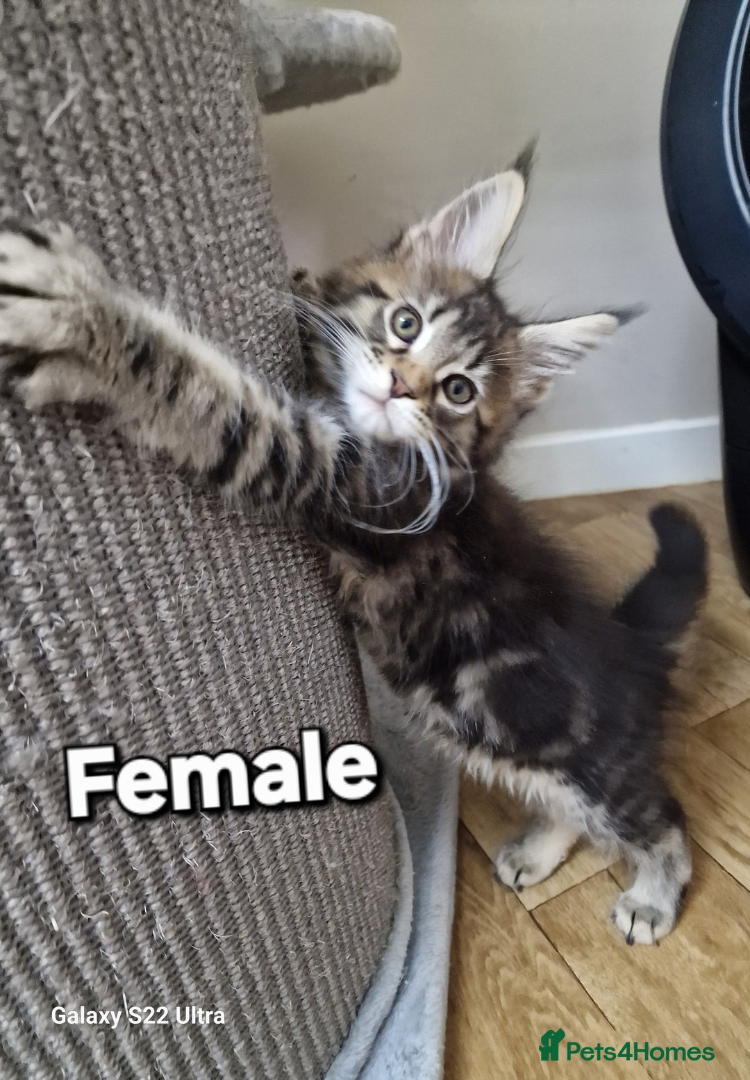 Maine Coon cats for sale: Pure Maine coon - Advert 36