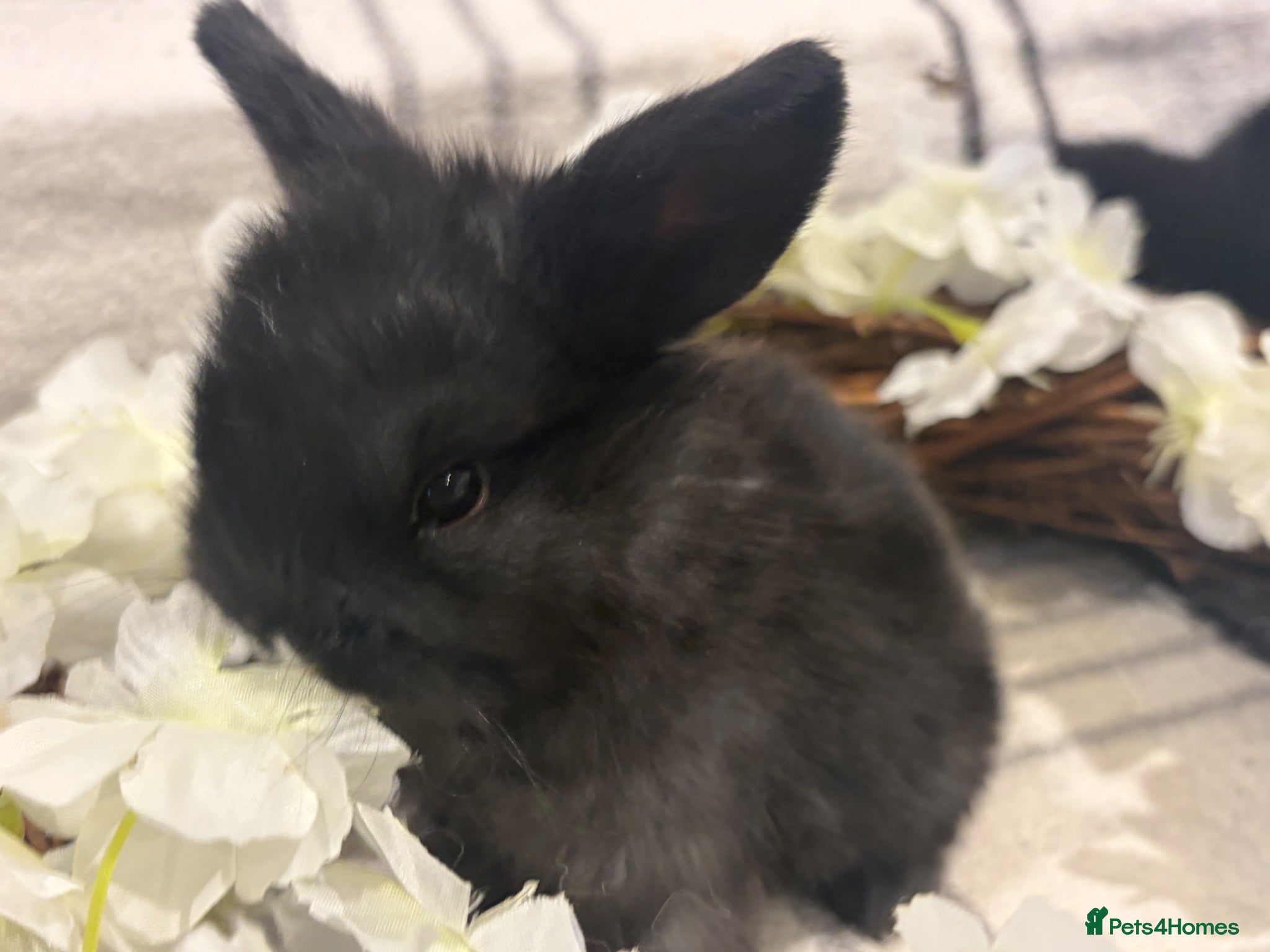 Mini Lop rabbits beautiful friendly mini lops  - Advert 13