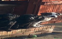 Labradoodle dogs for sale: F1 labradoodles  - Image 20