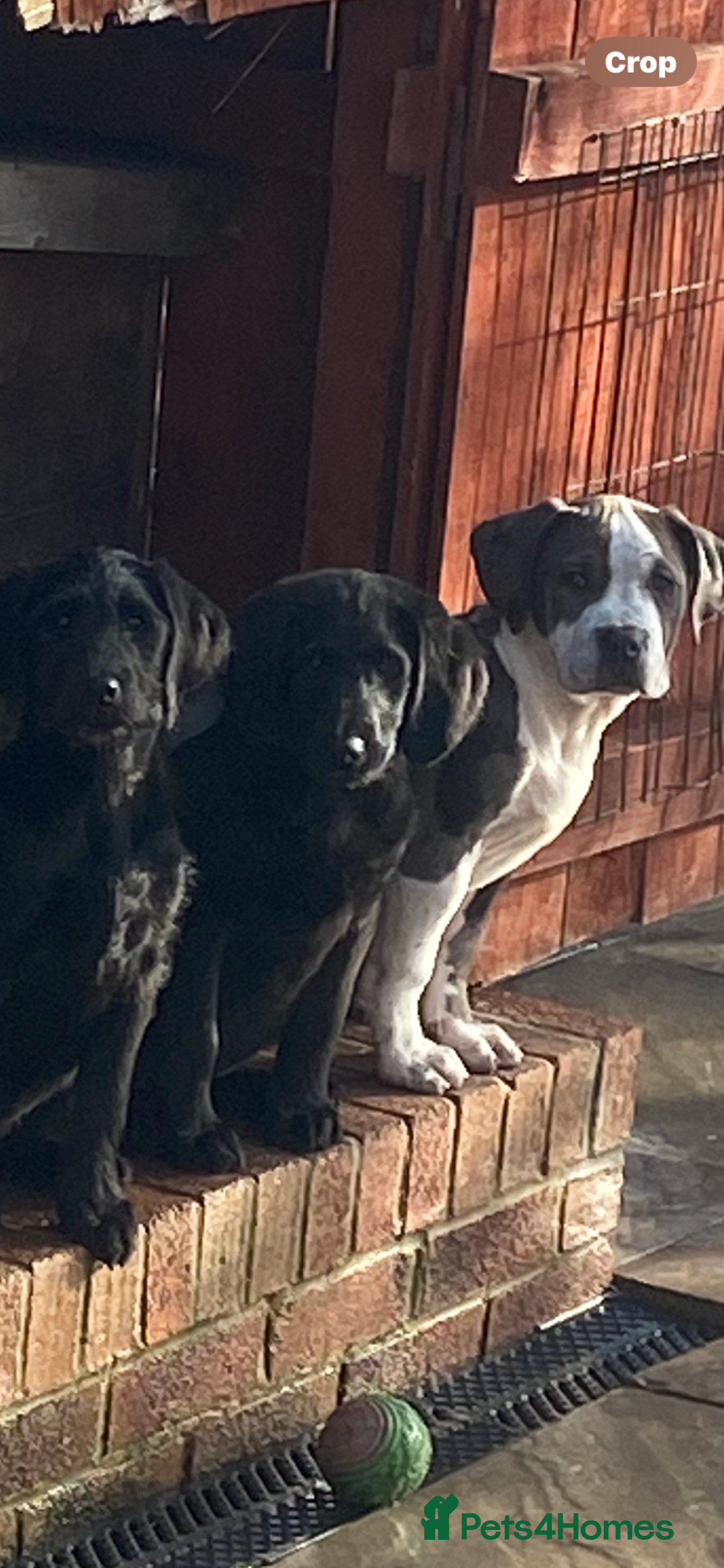 Labradoodle dogs for sale: F1 labradoodles  - Image 20