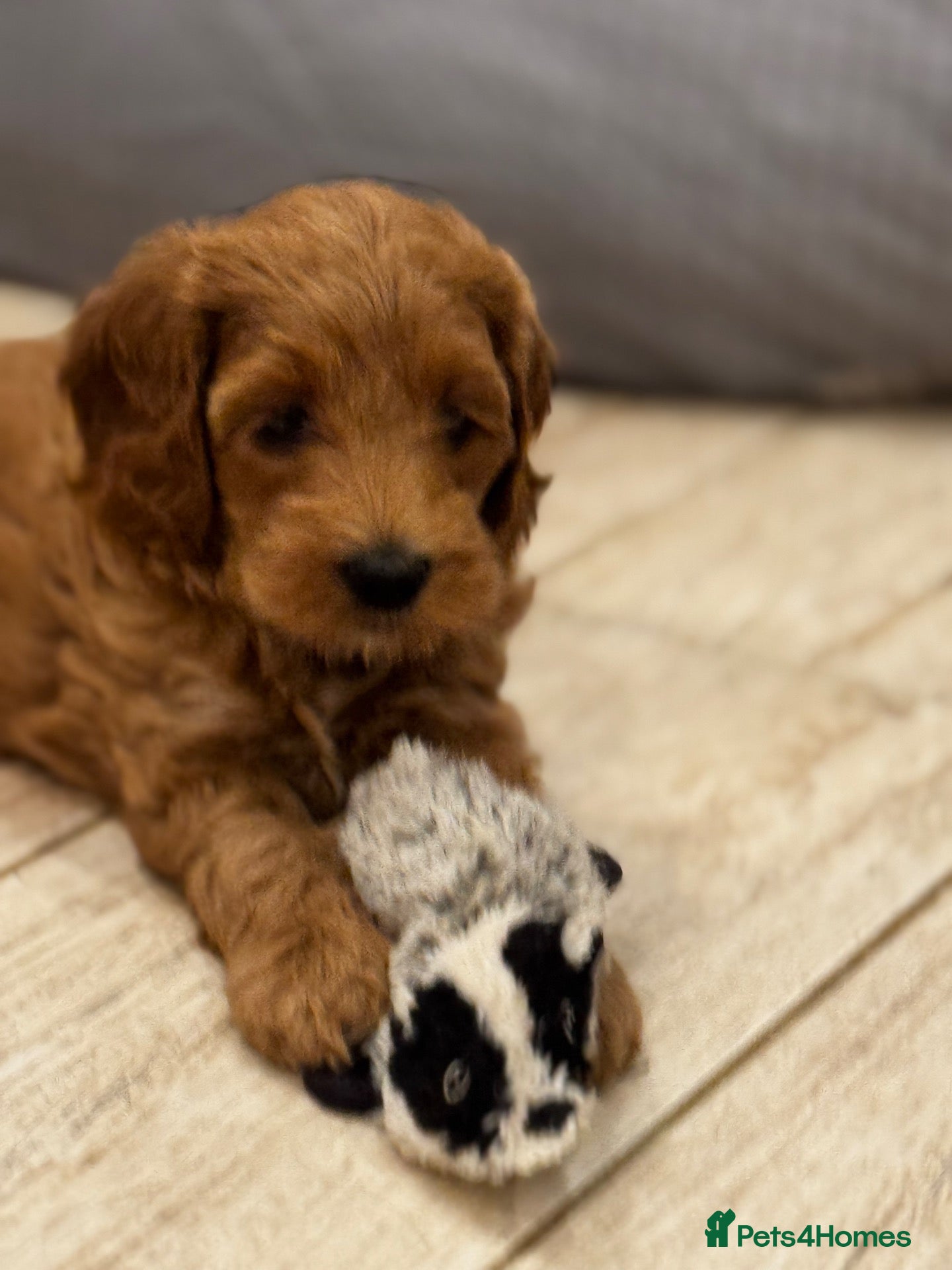 Mixed Breed dogs Gorgeous Red & Apricot Mini Doodle Puppies - Advert 2