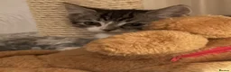 Domestic Shorthair cats for sale: Adorable Tabby Kittens for Sale - UK - Advert 5
