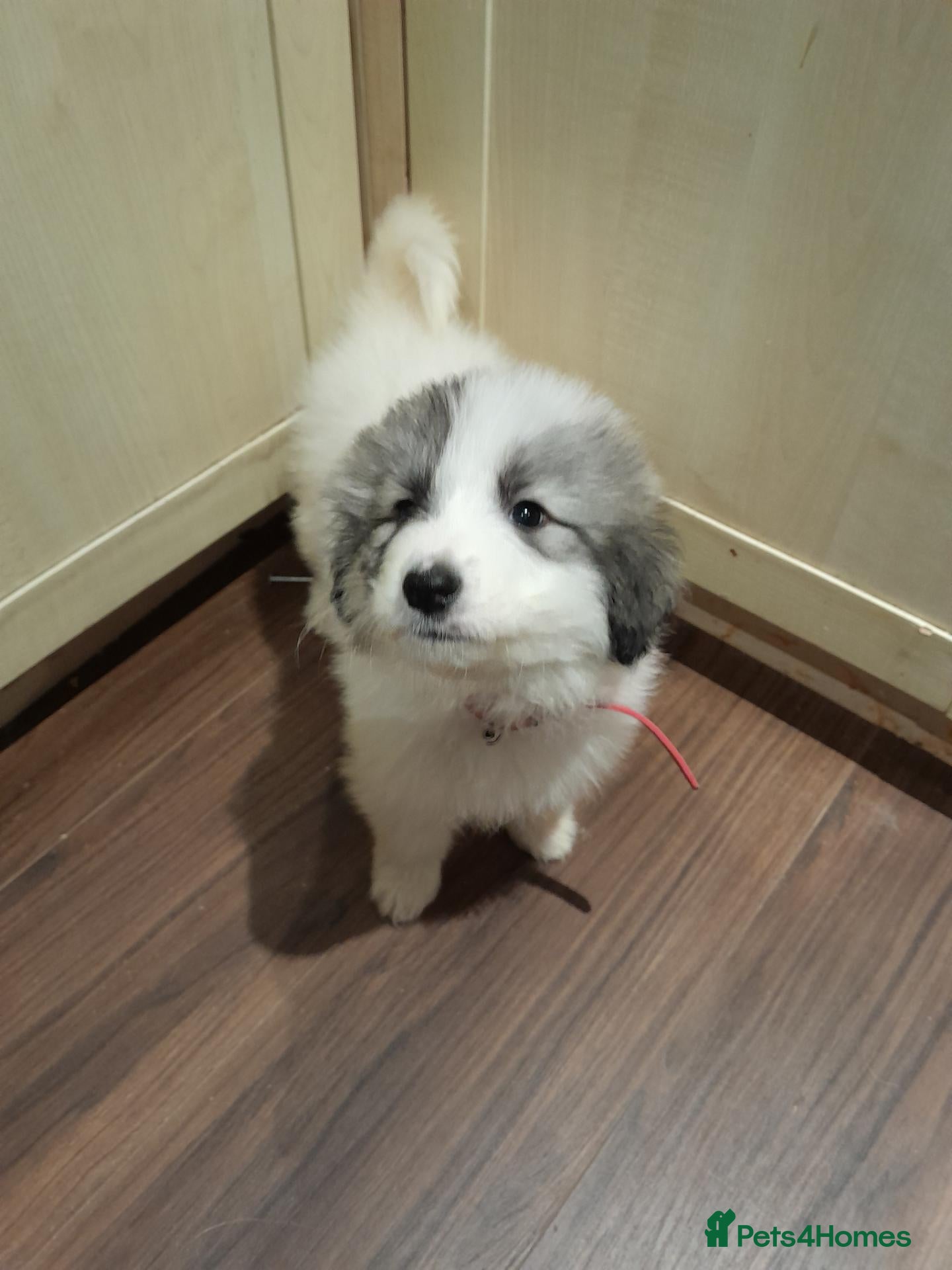 Pyrenean Mountain Dog dogs AVAILABlE NOWLAST GIRL PYRENEAN PUP KC REGISTERED  - Advert 2