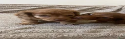 Miniature Dachshund dogs for sale: 2 stunning long hair pups  - Advert 3