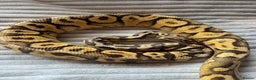 Python Snake reptiles for sale: X2 Royal Pythons for sale, with full set up - Advert 5