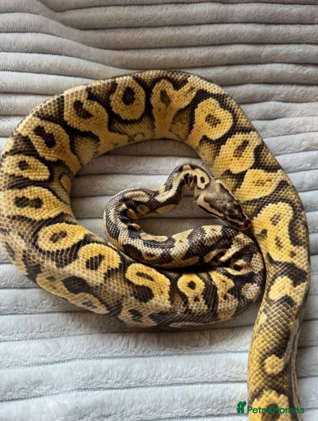 Python Snake reptiles for sale: X2 Royal Pythons for sale, with full set up - Advert 5