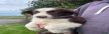 Bearded Collie 3