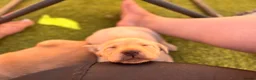 Labrador Retriever dogs for sale: 🐾 Kc reg labrador puppies 🐾  in Beccles - Advert 13