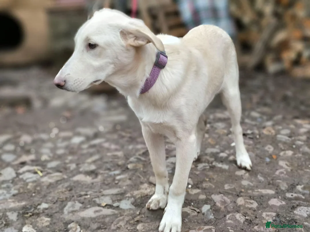 Mixed Breed dogs for adoption: 💙MOROZKO💙9 months Affectionate•Gentle•Puppy-like in Oxford - Advert 17