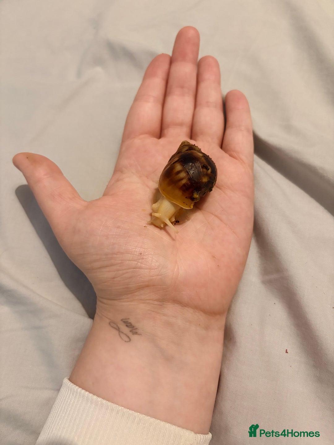 Snails invertebrates for sale: Giant African Land Snails - Advert 3