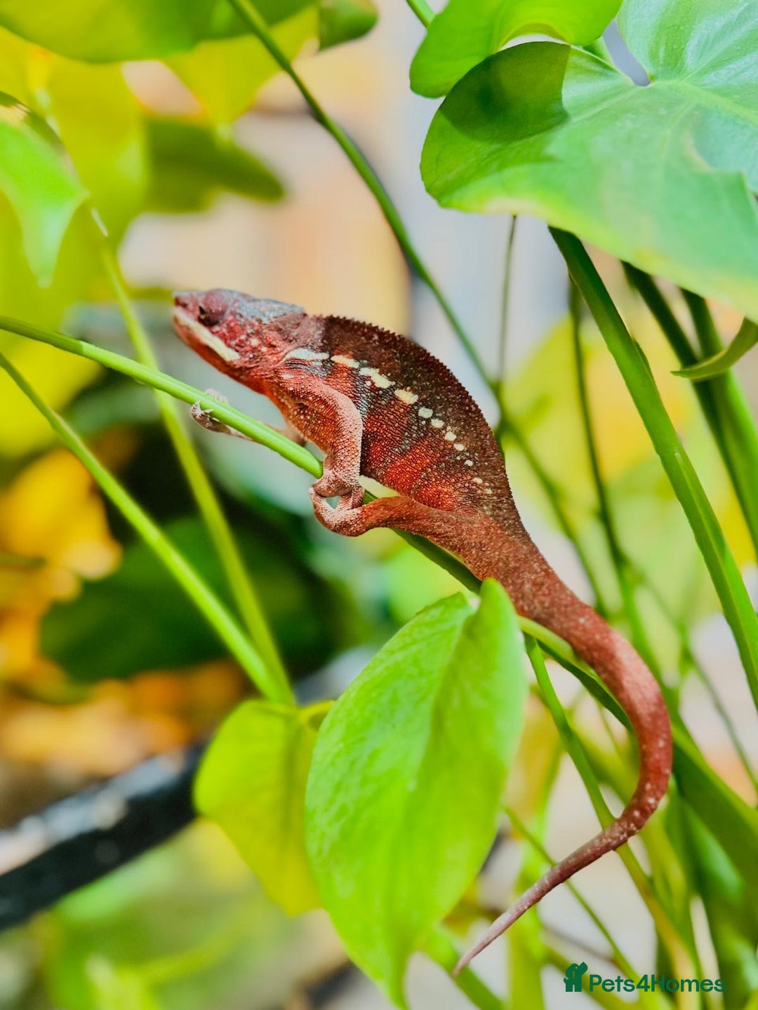 Chameleon reptiles for sale: Chameleons  - Advert 10