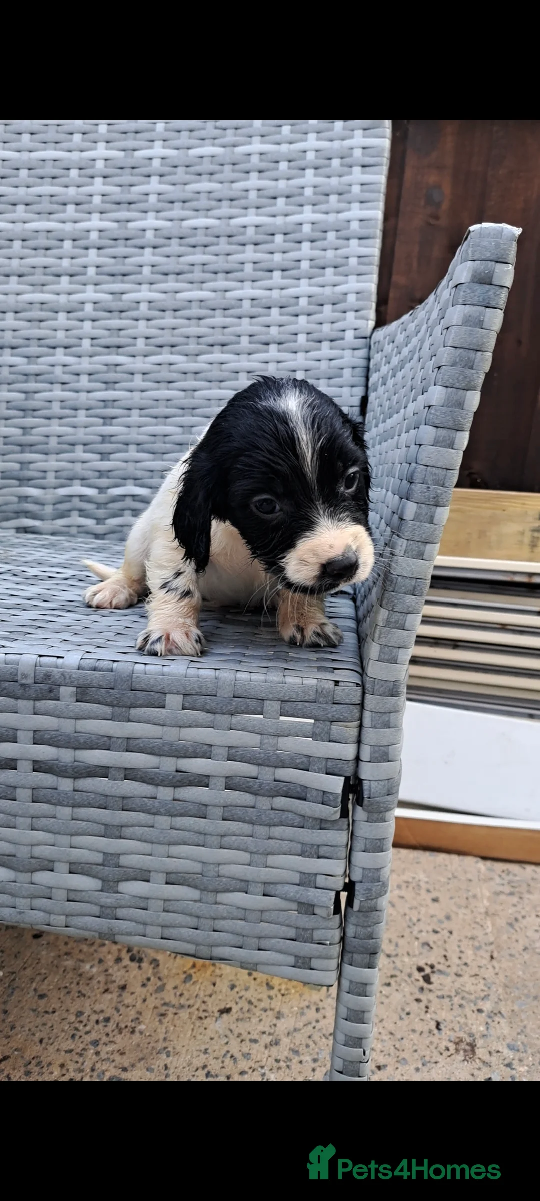 Cocker Spaniel dogs for sale: Cocker spaniels - Advert 2
