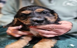 Cocker Spaniel dogs for sale: Adorable cocker spaniel puppies - Image 3
