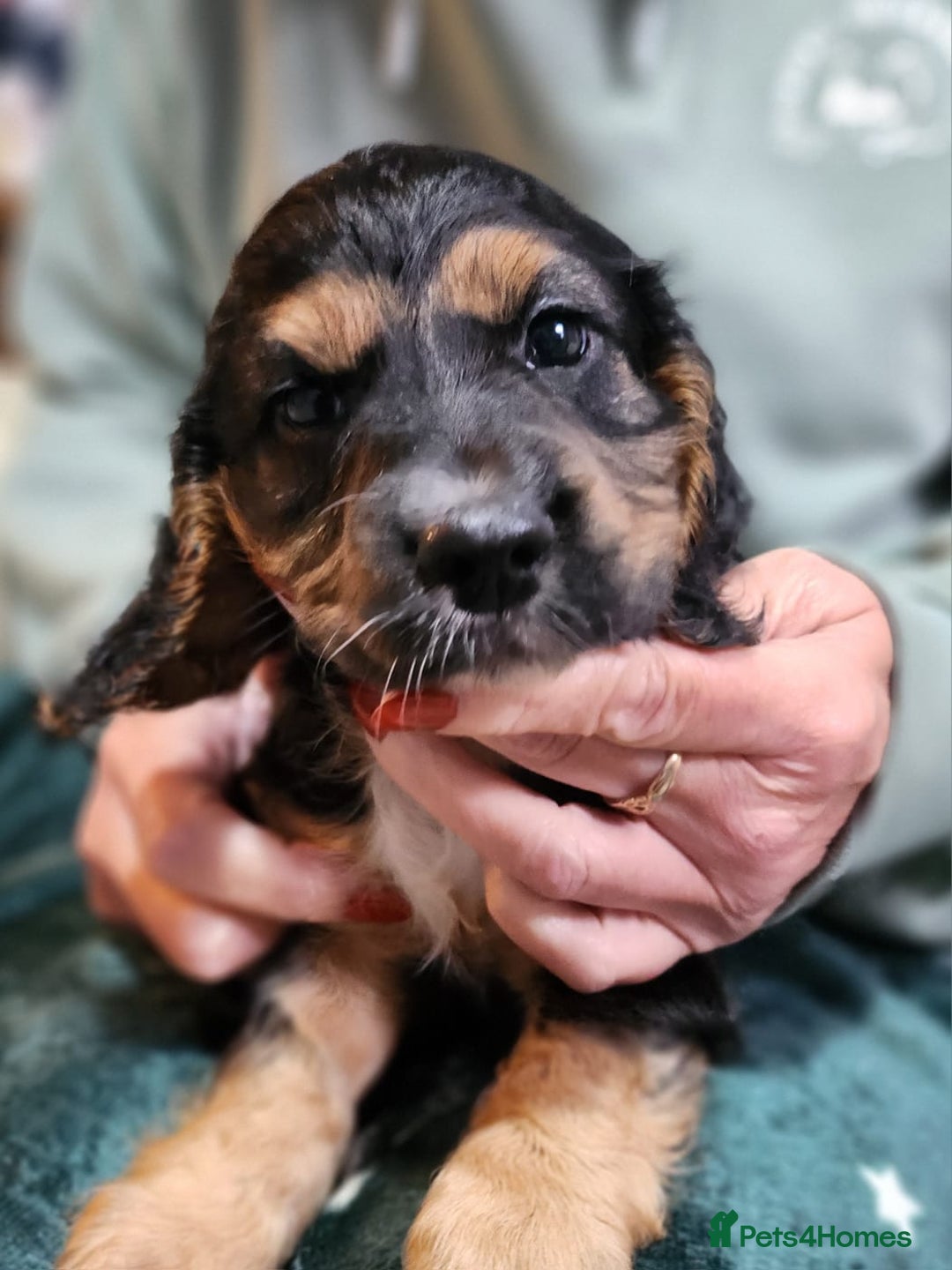 Cocker Spaniel dogs for sale: Adorable cocker spaniel puppies - Image 3