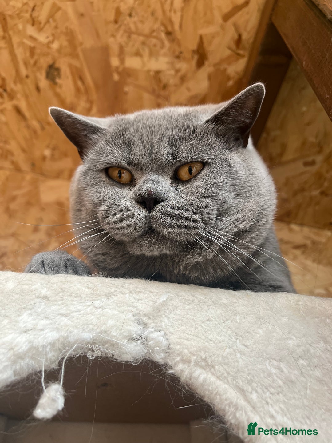 British Shorthair cats for sale: British Shorthair  - Image 17