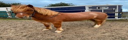 Welsh Section A horses for sale: Pony looking for new home  - Advert 2