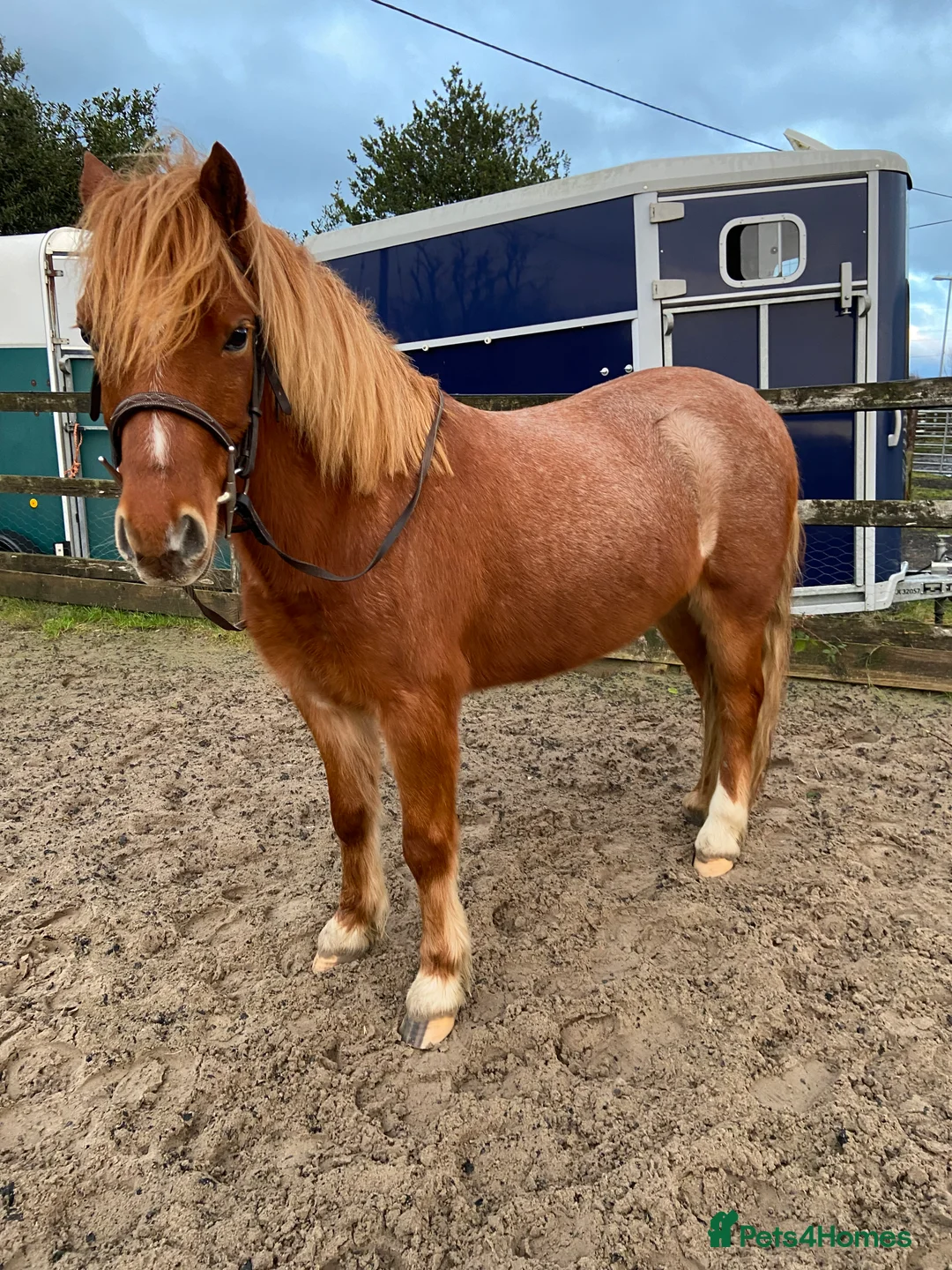 Welsh Section A horses for sale: Pony looking for new home  - Advert 2