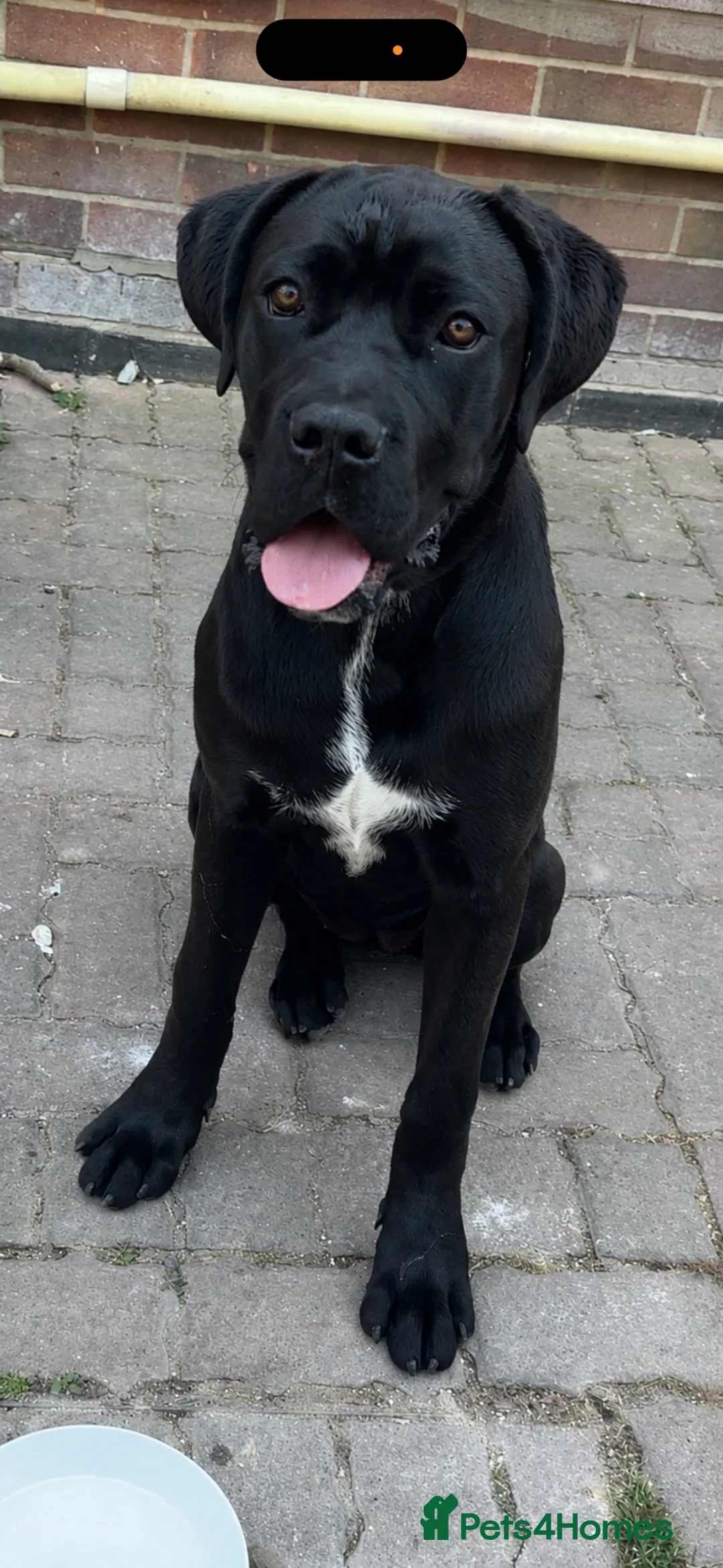 Cane Corso dogs for sale: Beautiful 6 month old Girl - Advert 1