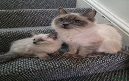 Ragdoll cats for sale: 🩵Beautiful ragdoll 🩵 - Image 4
