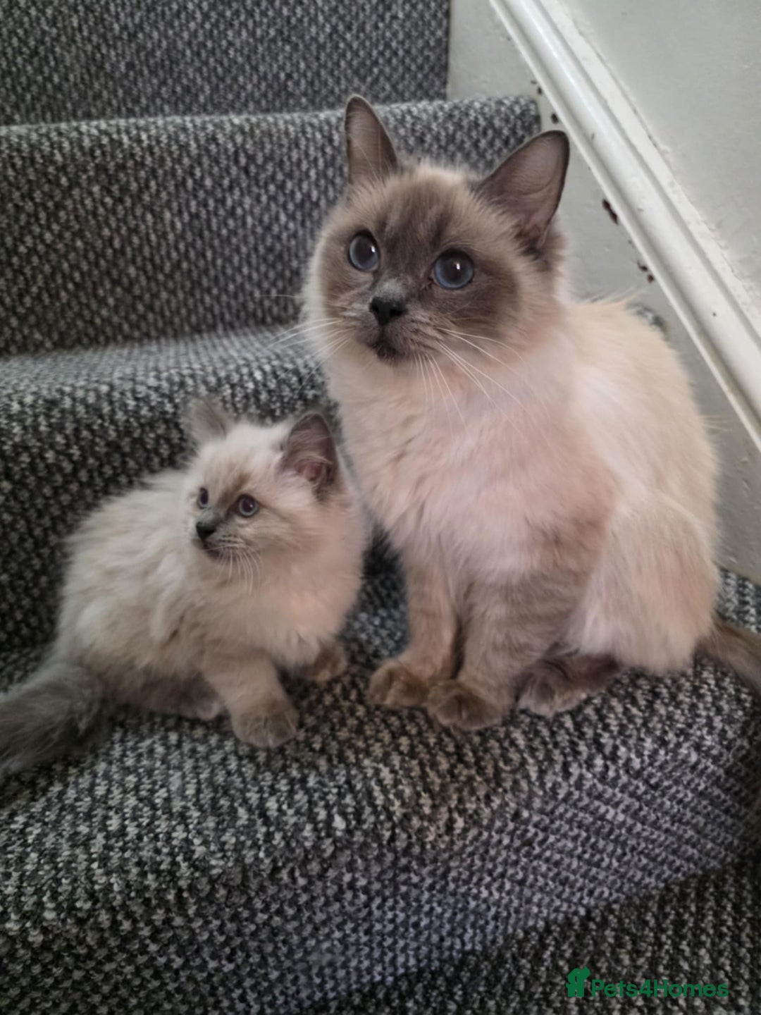 Ragdoll cats for sale: 🩵Beautiful ragdoll 🩵 - Image 4