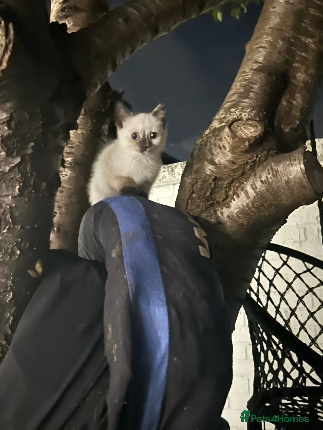 Siamese cats for sale: Siamese  - Advert 2