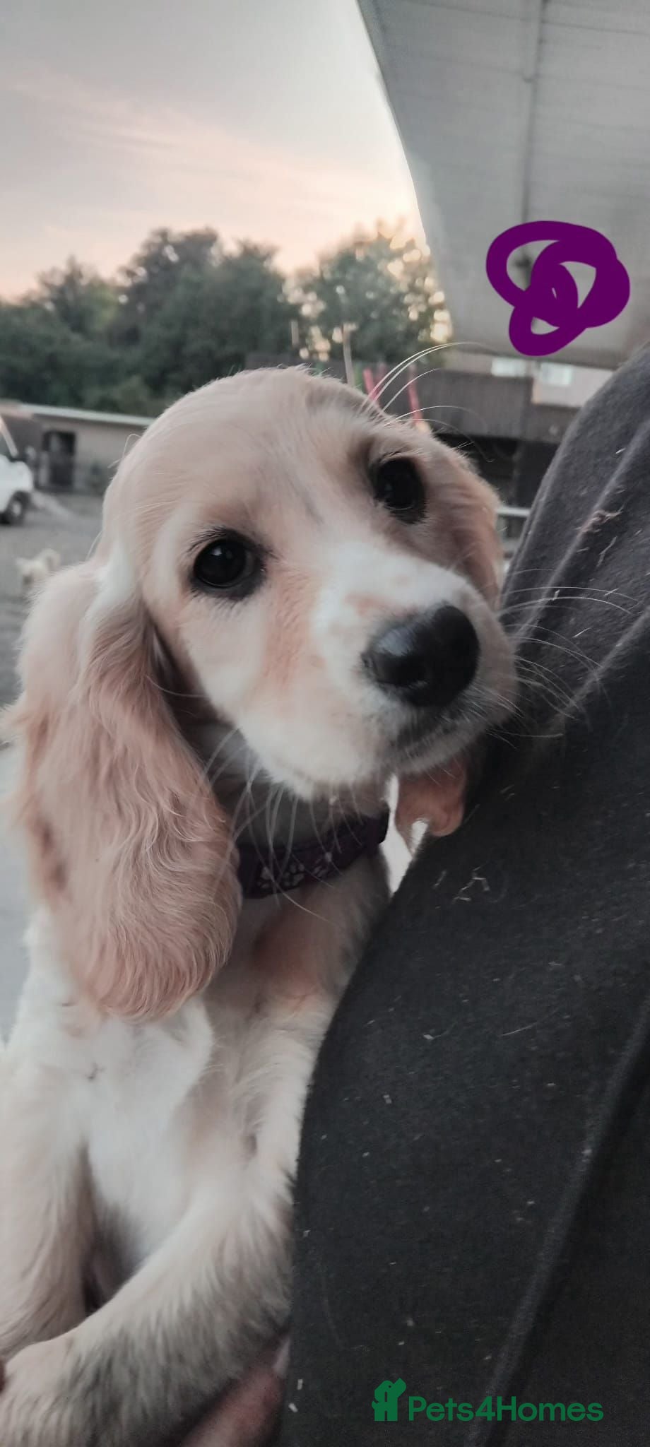 Cockapoo dogs Beautiful Cockerpoos 😍  - Advert 1