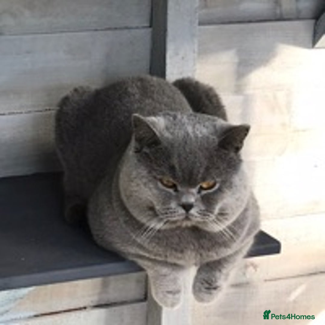 British Shorthair cats for stud: 💙 Big beautiful blue stud East Midlands 💙 in Derby - Image 5