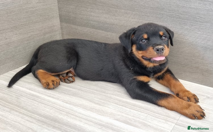 Rottweiler dogs - Advert 4