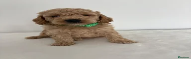 Toy Poodle 4