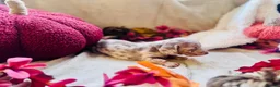 Miniature Dachshund dogs for sale: Beautiful Miniature Dachshund Puppies  - Advert 7