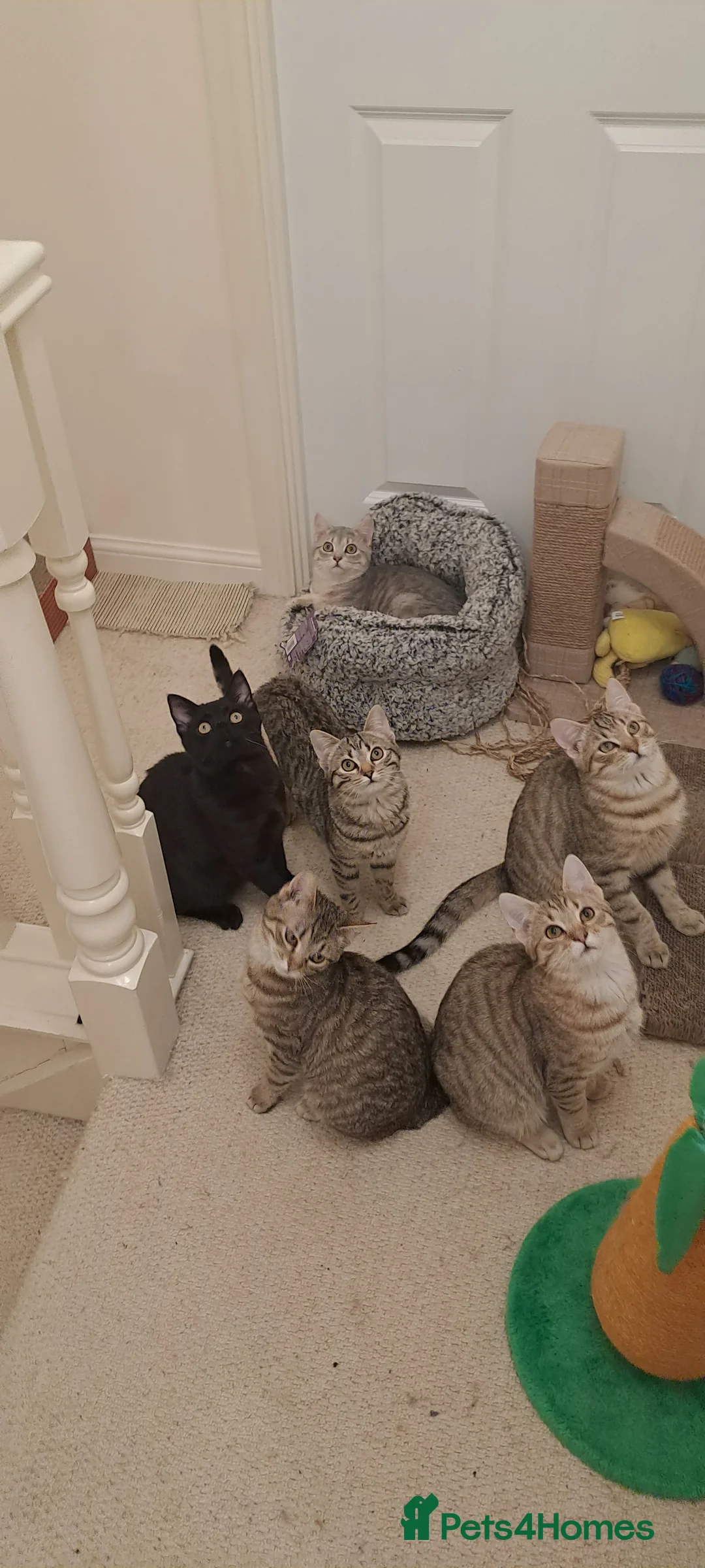 Mixed Breed cats for sale: Quarter Bengal kittens, looking for forever homes  - Advert 6
