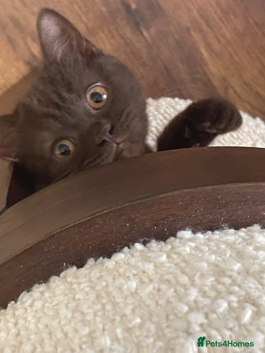 British Shorthair cats for sale: ⭐ GCCF Active Chocolate Female Kitten - Advert 2