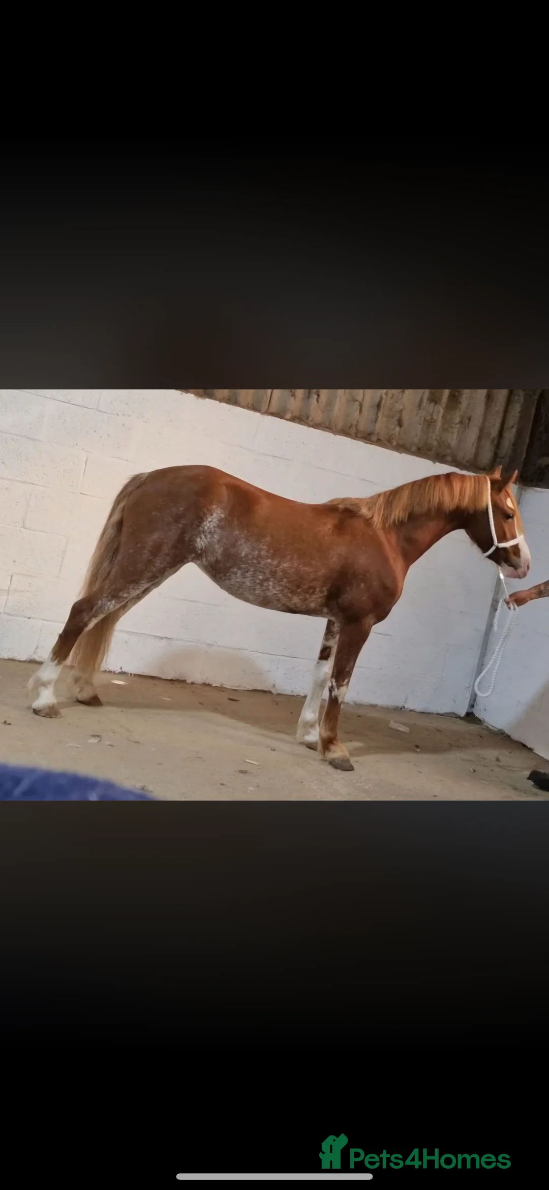 Welsh Section C horses for sale: Talented, flashy 128 pony club/bsja potential.  - Advert 1