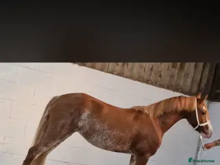 Welsh Section C horses Talented, flashy 128 pony club/bsja potential. - Advert 2