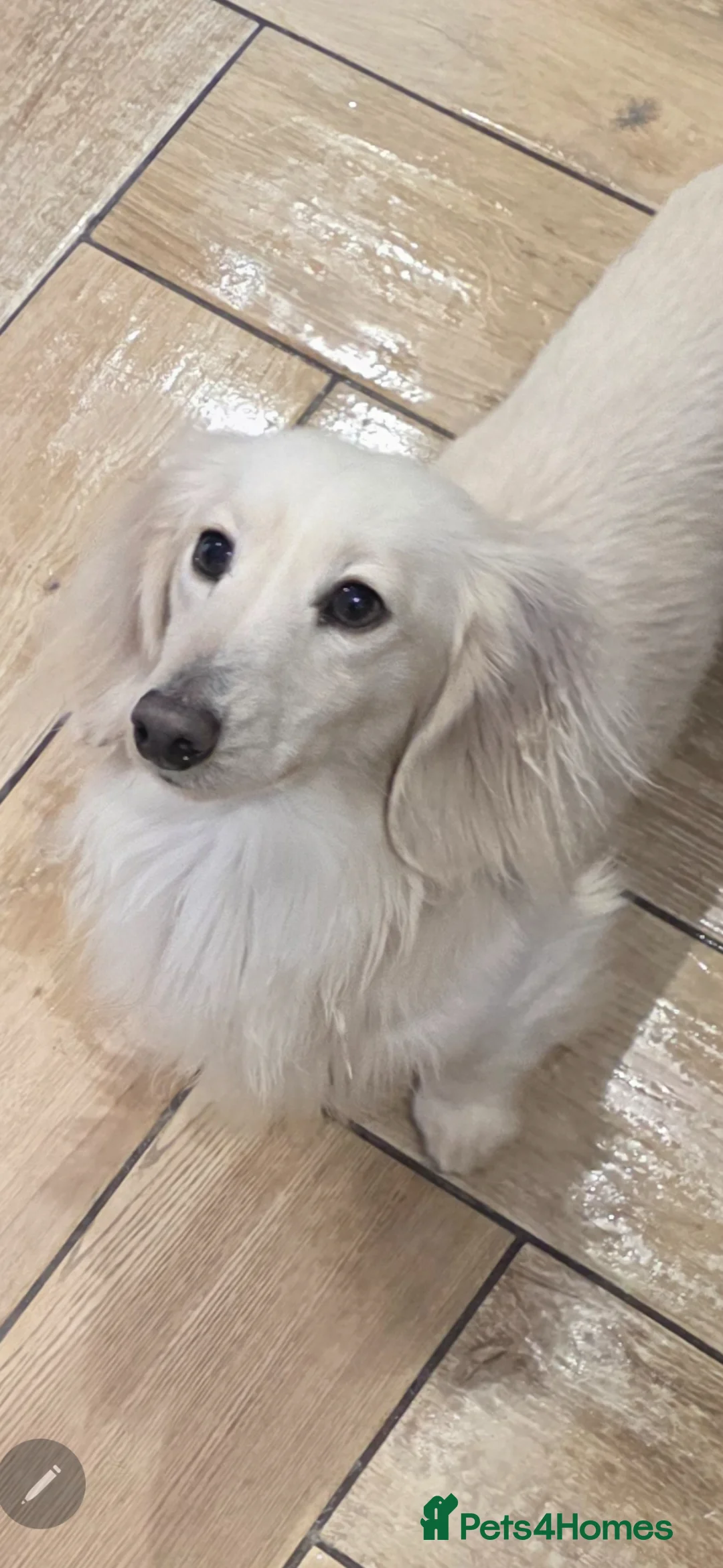 Miniature Dachshund dogs for sale: ⭐️ Stunning Clear Cream Miniature Dachshund boys⭐️ - Advert 16