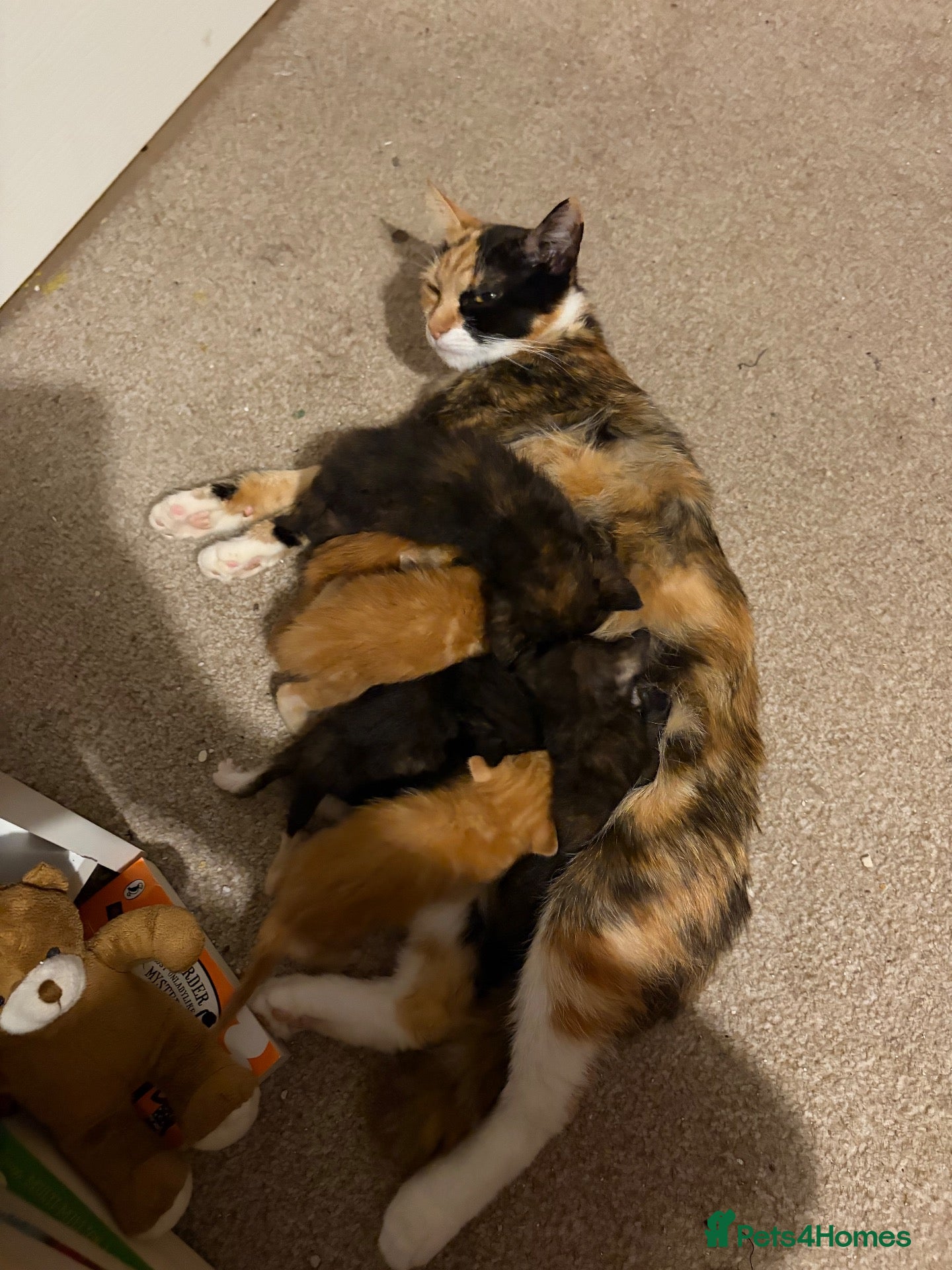 Domestic Shorthair cats 5 beautiful kittens for sale - Advert 15