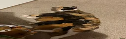 Domestic Shorthair cats for sale: 5 beautiful kittens for sale - Advert 1