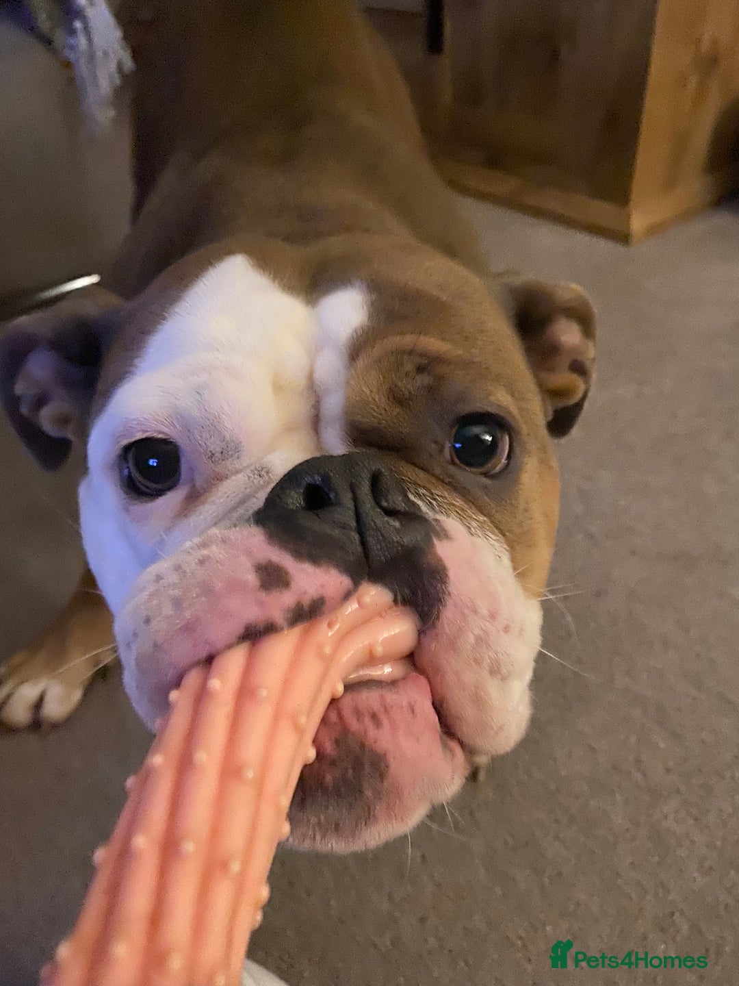 Olde English Bulldogge dogs for sale: Boo the olde English Bulldogge  - Image 5