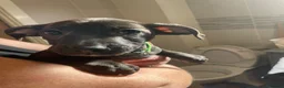 Mixed Breed dogs for sale: Staffyxboxer with jack Russell  - Advert 5