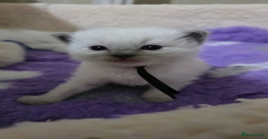 Ragdoll cats - Advert 11