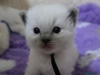 Ragdoll cats - Advert 5