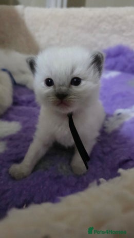 Ragdoll cats - Advert 4