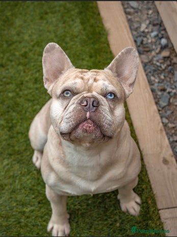 French Bulldog dogs for stud in Northampton - Advert 4