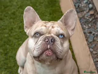 French Bulldog dogs 🦁HUNCHO🦁PUP BACK DEAL 1ST PICK FEMALE‼️ in Northampton - Advert 5