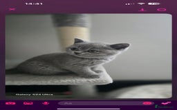 British Shorthair cats for sale: Top Quality GCCF British Shorthair Kittens!  - Image 11