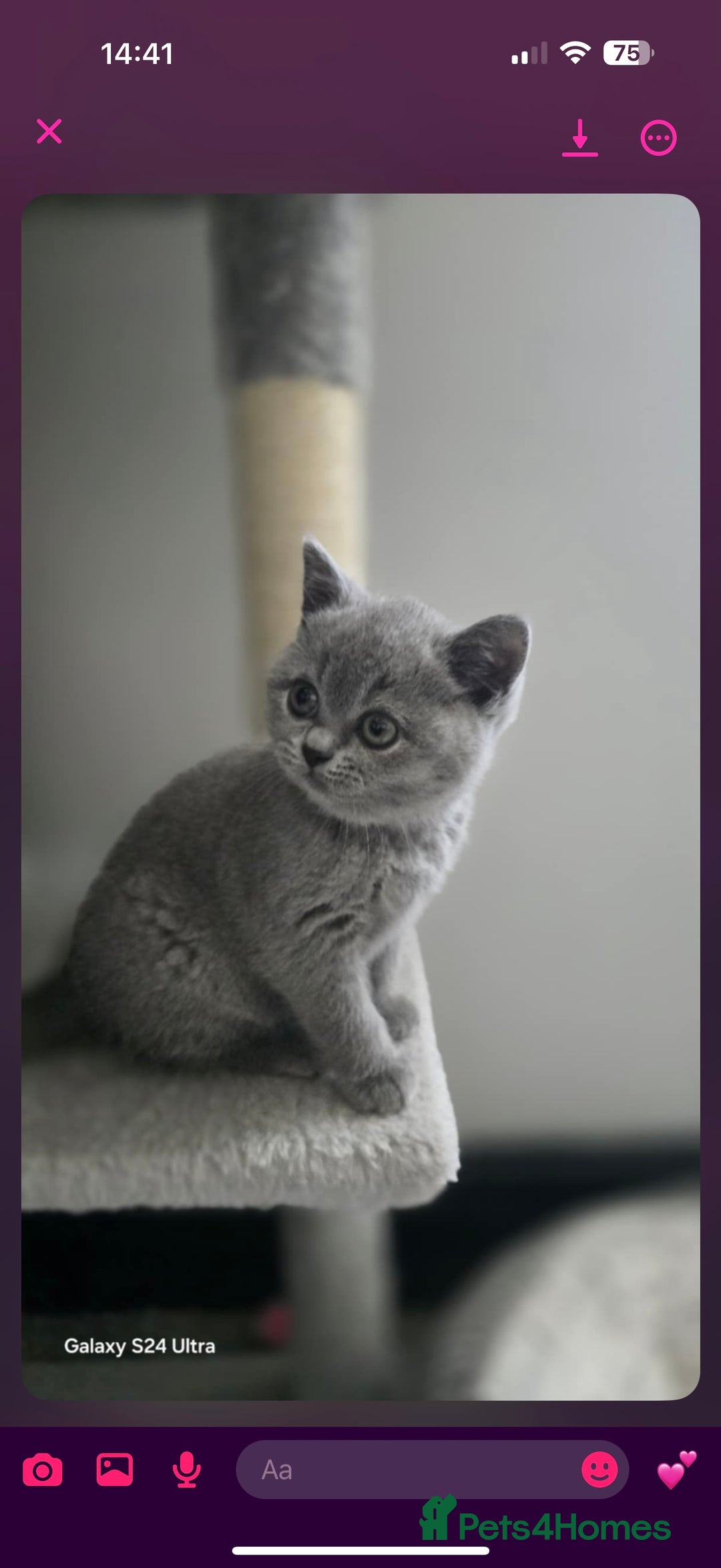 British Shorthair cats for sale: Top Quality GCCF British Shorthair Kittens!  - Image 11