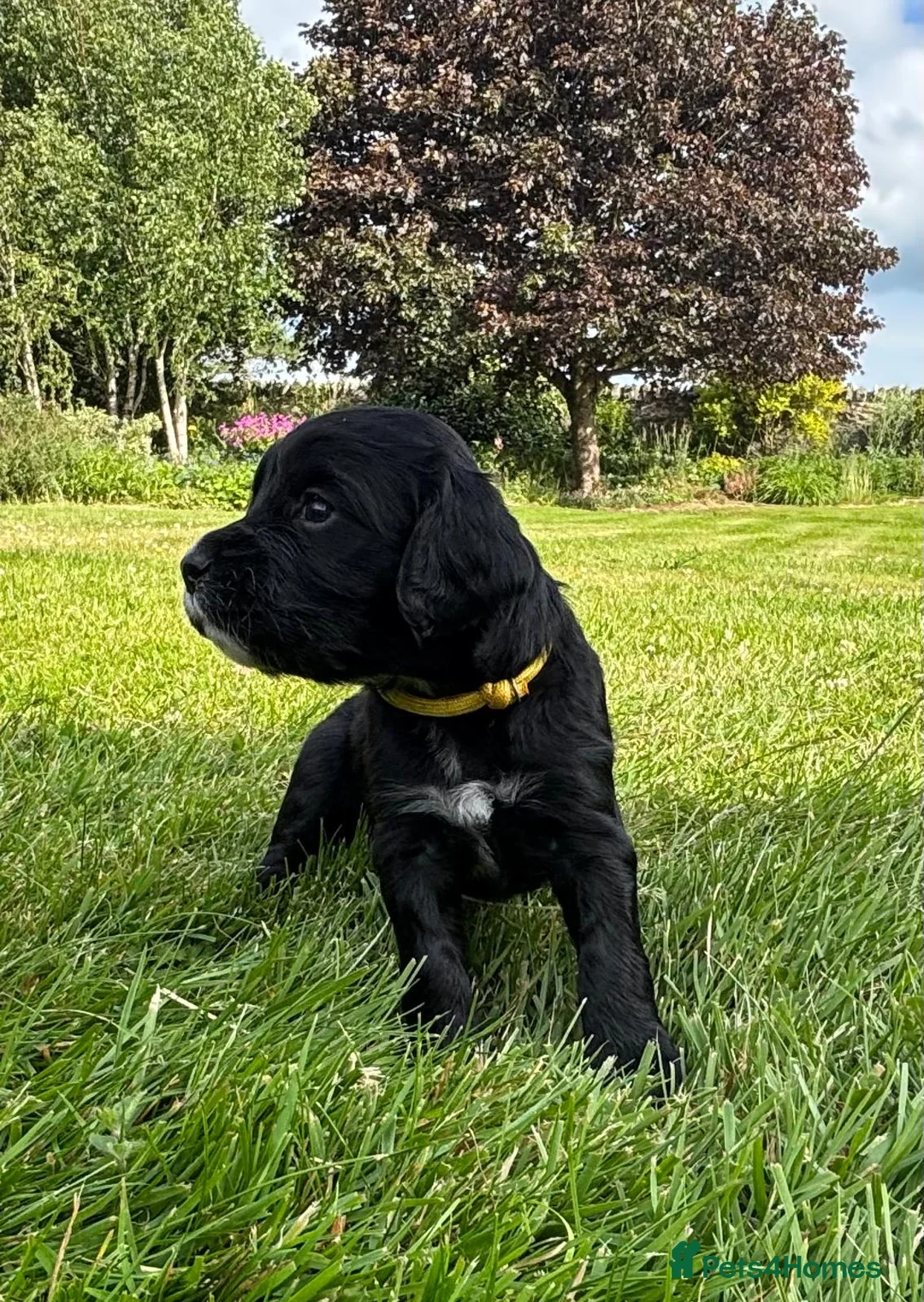 Sprocker dogs for sale: Sprocker puppies - Advert 16