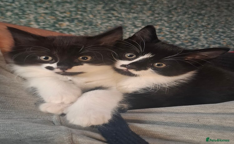 Mixed Breed cats for sale - Advert 1